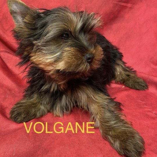 chiot Yorkshire terrier VOLGANE york Domaine de la Chantelaie