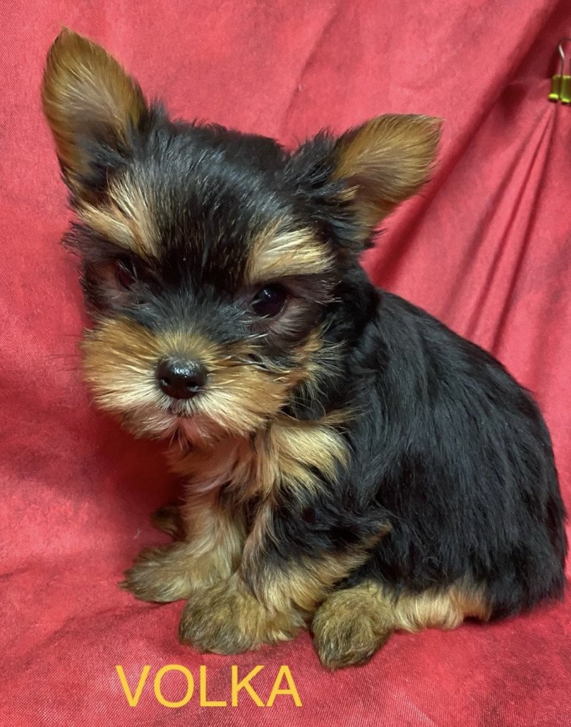 VOLKA york à réserver Femelle Yorkshire terrier