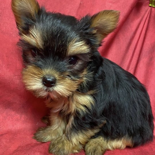VOLKA york à réserver Femelle Yorkshire terrier