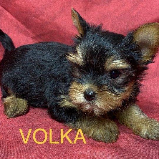 chiot Yorkshire terrier VOLKA york à réserver Domaine de la Chantelaie