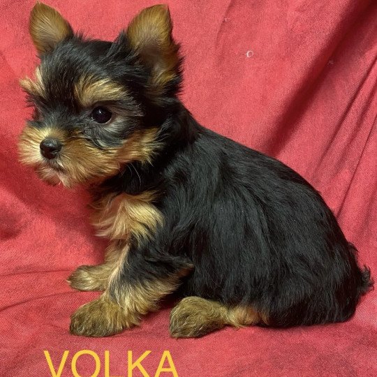 chiot Yorkshire terrier VOLKA york à réserver Domaine de la Chantelaie