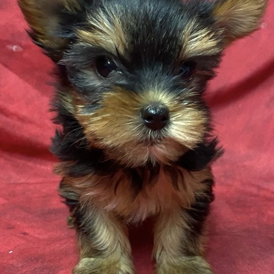 chiot Yorkshire terrier VOLKA york à réserver Domaine de la Chantelaie