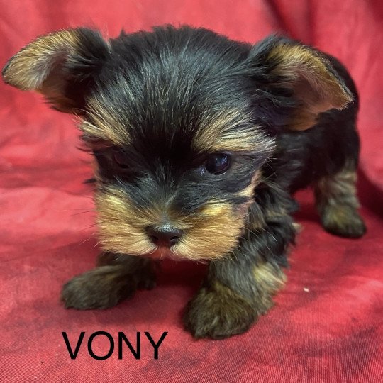 chiot Yorkshire terrier VONY yorkshire terrier Domaine de la Chantelaie