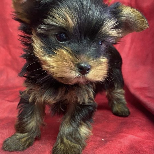 chiot Yorkshire terrier VONY yorkshire terrier Domaine de la Chantelaie