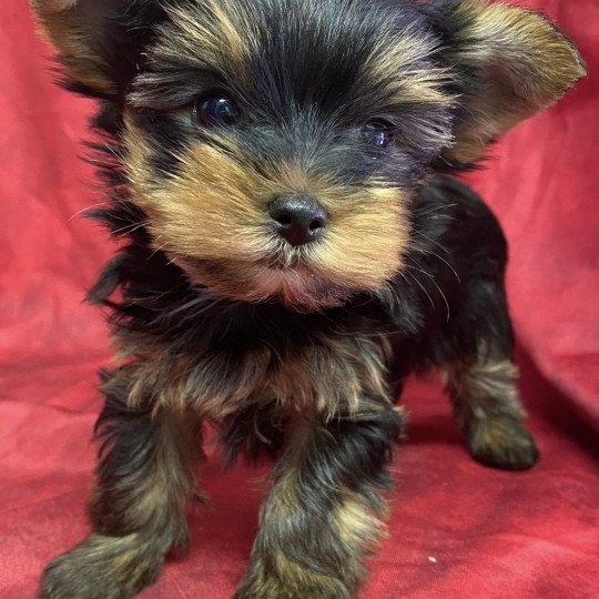 chiot Yorkshire terrier VONY yorkshire terrier Domaine de la Chantelaie