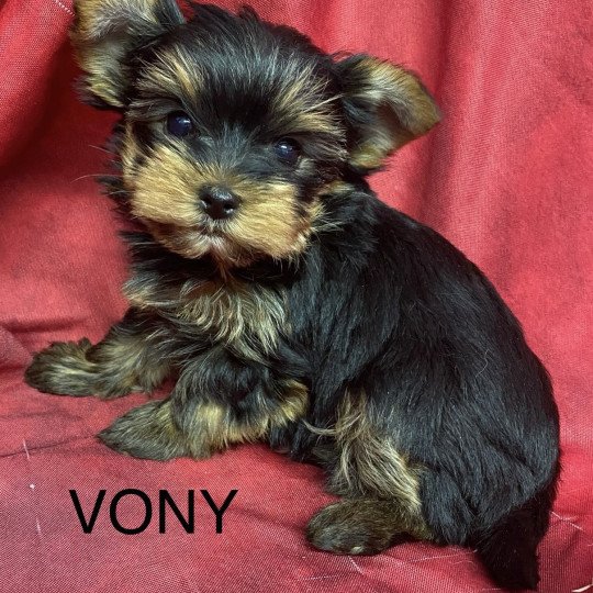 chiot Yorkshire terrier VONY yorkshire terrier Domaine de la Chantelaie