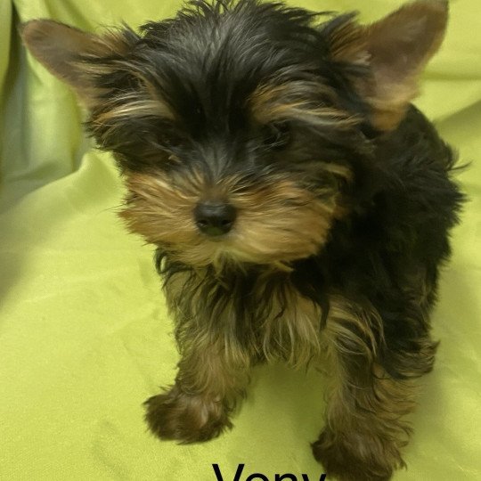 VONY yorkshire terrier Mâle Yorkshire terrier