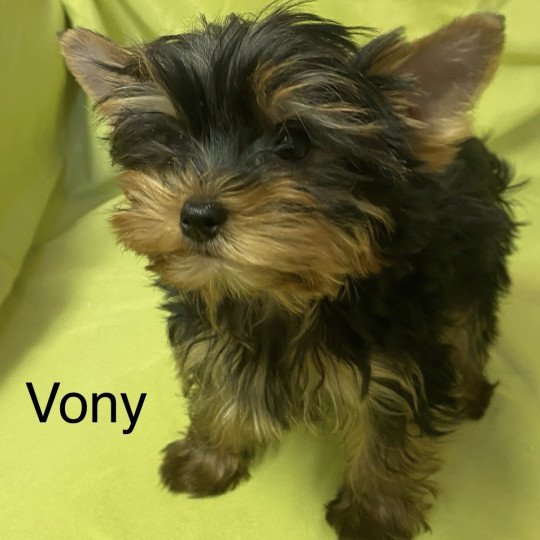 chiot Yorkshire terrier VONY yorkshire terrier Domaine de la Chantelaie