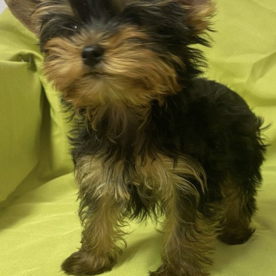 chiot Yorkshire terrier VONY yorkshire terrier Domaine de la Chantelaie