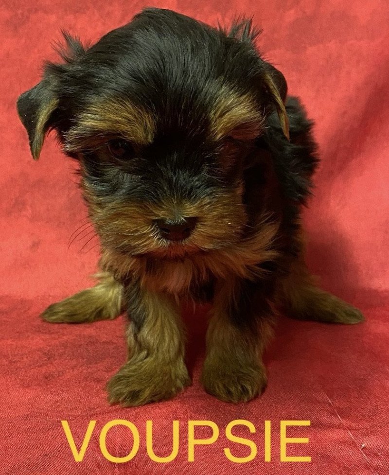 VOUPSIE york Femelle Yorkshire terrier