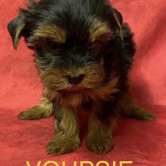 chiot Yorkshire terrier VOUPSIE york à réserver Domaine de la Chantelaie