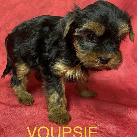 chiot Yorkshire terrier VOUPSIE york à réserver Domaine de la Chantelaie