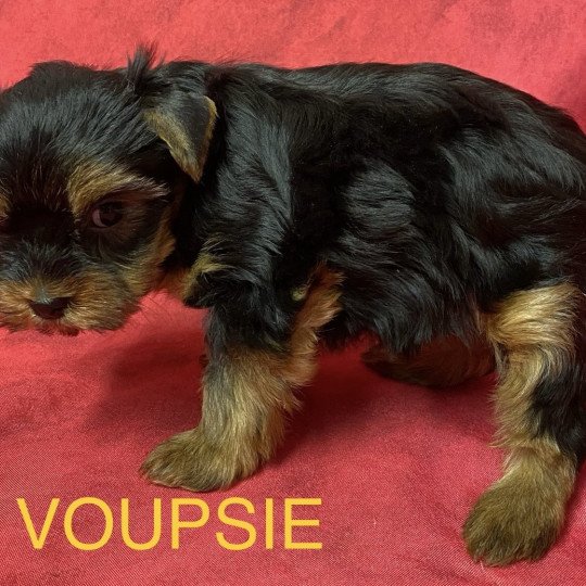 chiot Yorkshire terrier VOUPSIE york à réserver Domaine de la Chantelaie