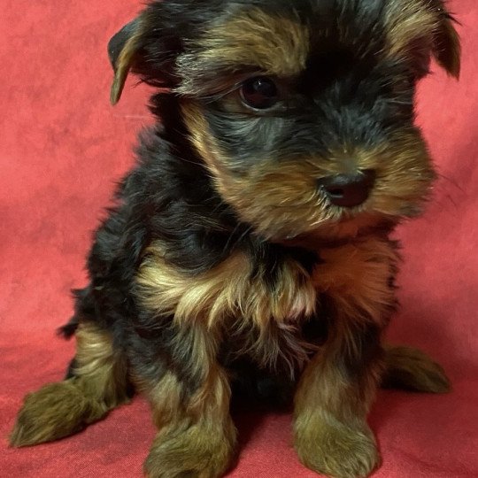 chiot Yorkshire terrier VOUPSIE york à réserver Domaine de la Chantelaie