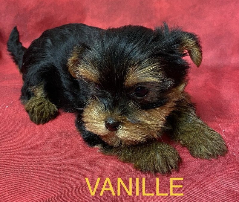 VANILLE yorkshire Femelle Yorkshire terrier