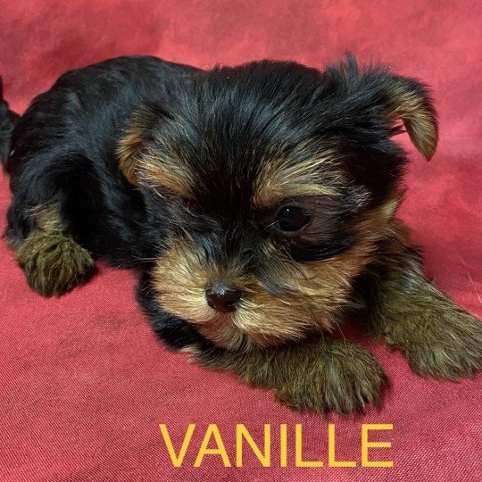 VANILLE yorkshire Femelle Yorkshire terrier