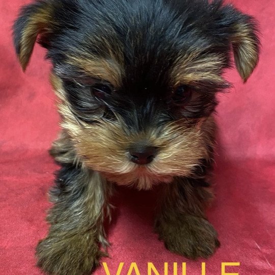 chiot Yorkshire terrier noir et feu VANILLE yorkshire à réserver Domaine de la Chantelaie