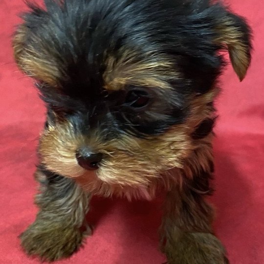 chiot Yorkshire terrier noir et feu VANILLE yorkshire à réserver Domaine de la Chantelaie