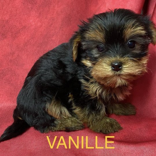 chiot Yorkshire terrier noir et feu VANILLE yorkshire à réserver Domaine de la Chantelaie