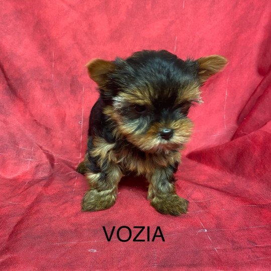 chiot Yorkshire terrier VOZIA yorkshire terrier Domaine de la Chantelaie