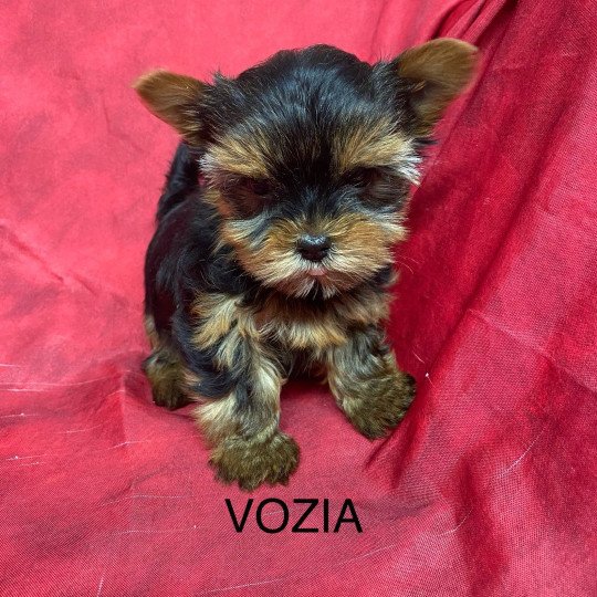 chiot Yorkshire terrier VOZIA yorkshire terrier Domaine de la Chantelaie