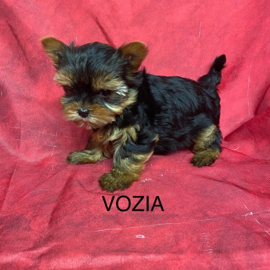 VOZIA yorkshire terrier Femelle Yorkshire terrier