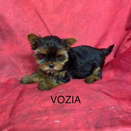 chiot Yorkshire terrier VOZIA yorkshire terrier Domaine de la Chantelaie