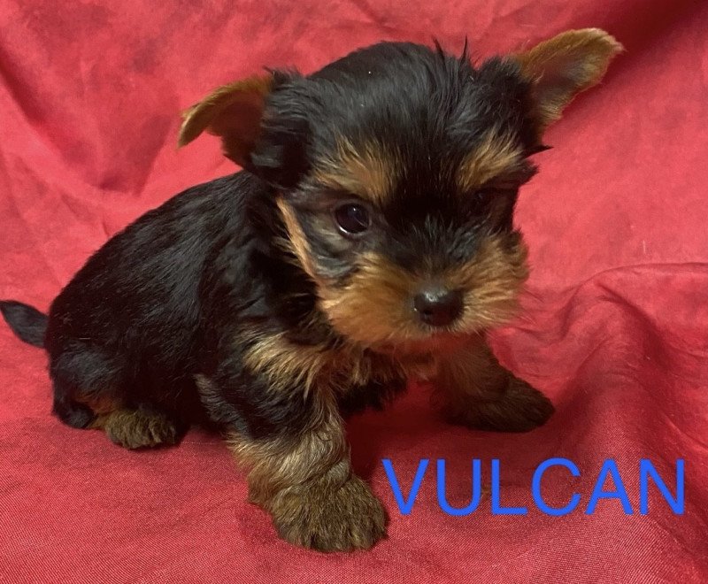 VULCAN york RÉSERVÉ Mâle Yorkshire terrier