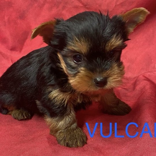 VULCAN york RÉSERVÉ Mâle Yorkshire terrier
