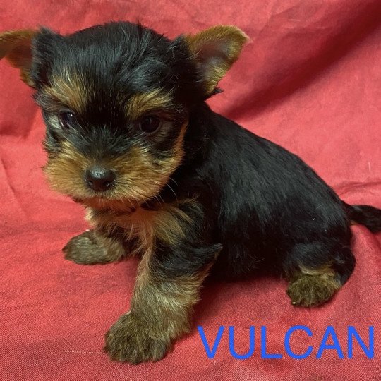 chiot Yorkshire terrier VULCAN york à réserver Domaine de la Chantelaie