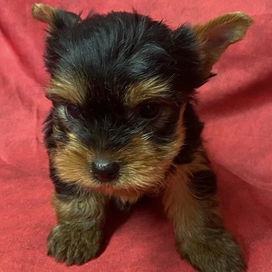 chiot Yorkshire terrier VULCAN york à réserver Domaine de la Chantelaie
