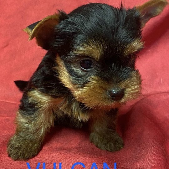 chiot Yorkshire terrier VULCAN york à réserver Domaine de la Chantelaie
