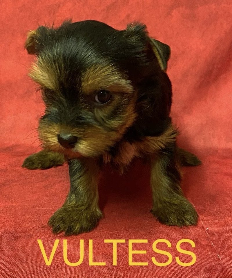 VULTESS york Femelle Yorkshire terrier