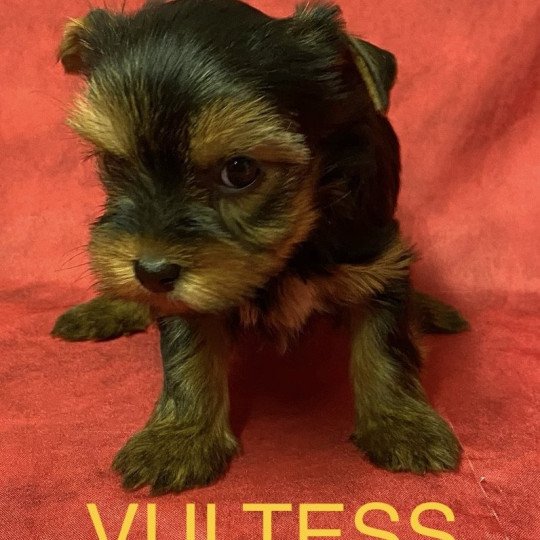 chiot Yorkshire terrier VULTESS york à réserver Domaine de la Chantelaie