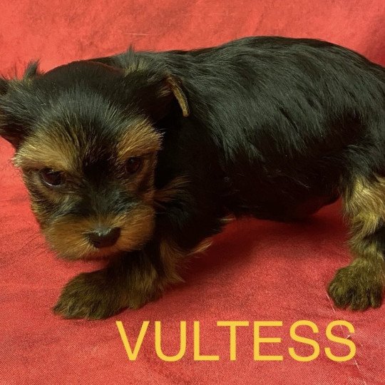 chiot Yorkshire terrier VULTESS york à réserver Domaine de la Chantelaie