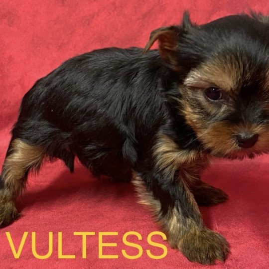 chiot Yorkshire terrier VULTESS york à réserver Domaine de la Chantelaie