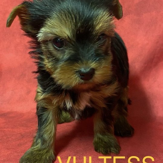 chiot Yorkshire terrier VULTESS york à réserver Domaine de la Chantelaie