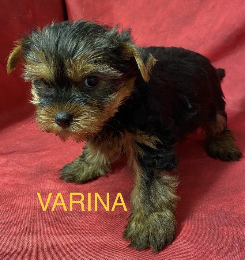 VARINA yorkshire Femelle Yorkshire terrier