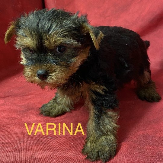 VARINA yorkshire Femelle Yorkshire terrier