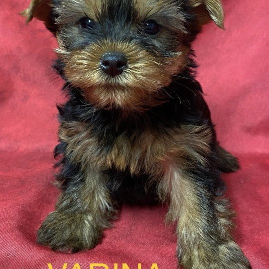 chiot Yorkshire terrier noir et feu VARINA yorkshire à réserver Domaine de la Chantelaie