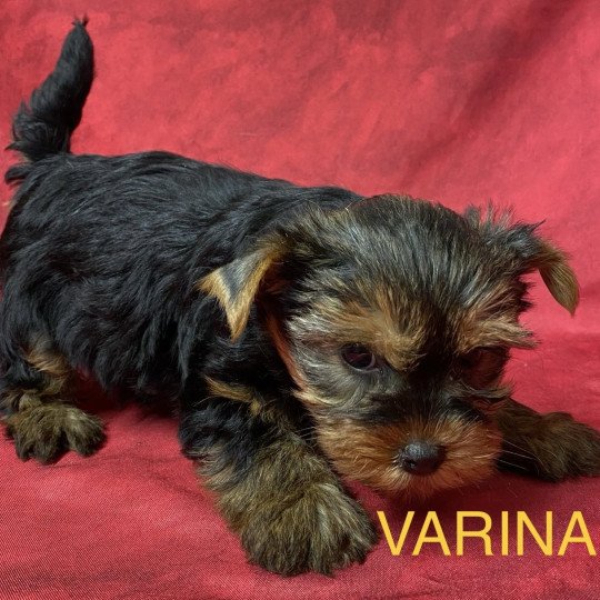 chiot Yorkshire terrier noir et feu VARINA yorkshire à réserver Domaine de la Chantelaie