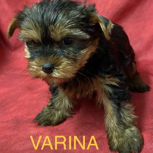 chiot Yorkshire terrier noir et feu VARINA yorkshire à réserver Domaine de la Chantelaie