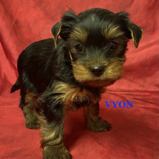 chiot Yorkshire terrier VYON york à réserver Domaine de la Chantelaie