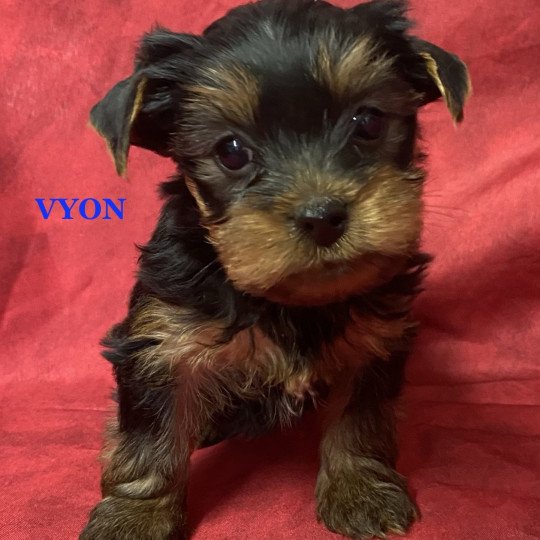 chiot Yorkshire terrier VYON york à réserver Domaine de la Chantelaie