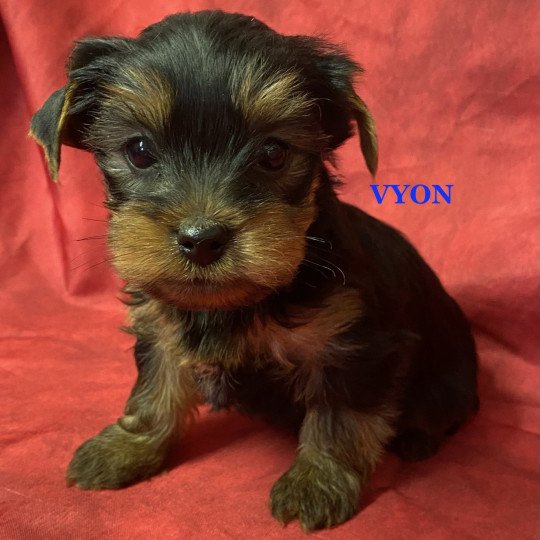 chiot Yorkshire terrier VYON york à réserver Domaine de la Chantelaie