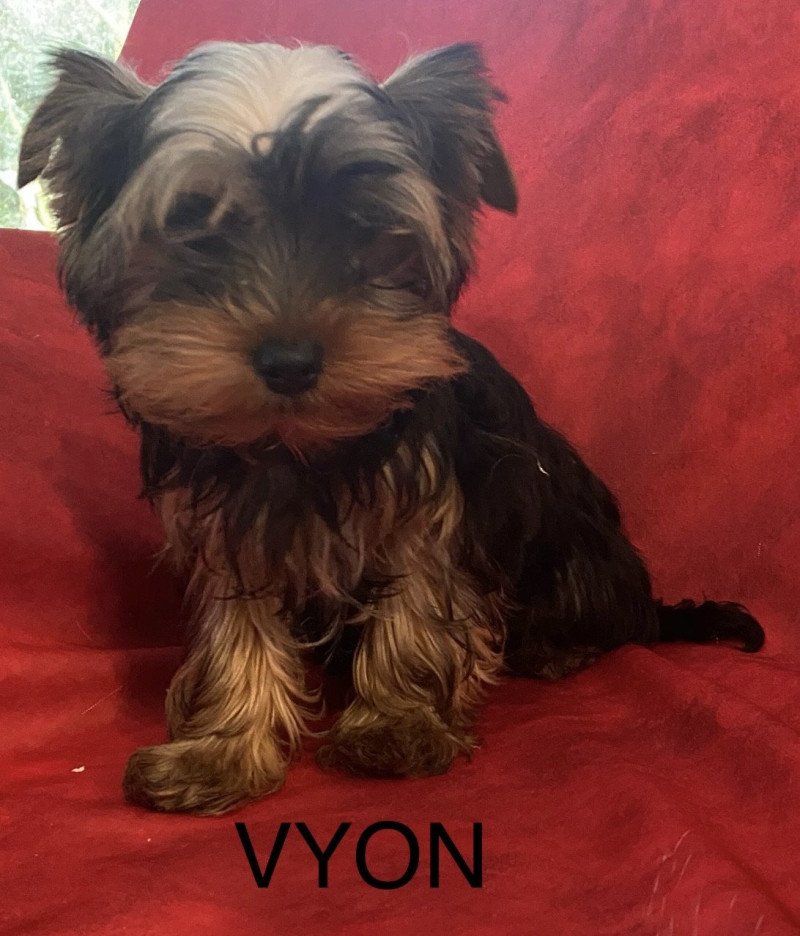 VYON york Mâle Yorkshire terrier