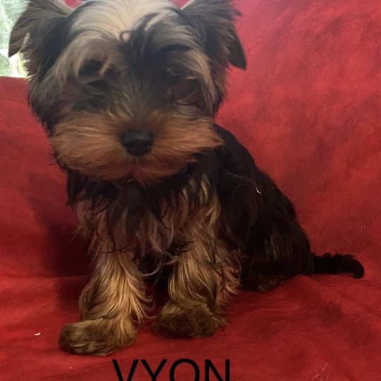 VYON york Mâle Yorkshire terrier