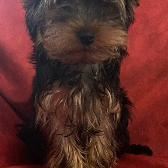 chiot Yorkshire terrier VYON york Domaine de la Chantelaie