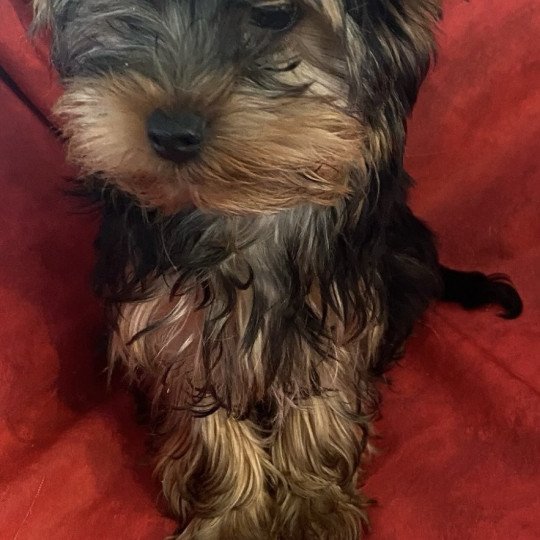 chiot Yorkshire terrier VYON york Domaine de la Chantelaie