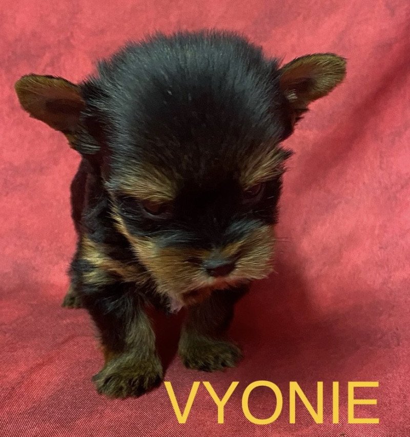 VYONIE york mini RÉSERVÉE Femelle Yorkshire terrier
